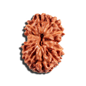 12 Mukhi Indonesian Rudraksha - Bead No. 336