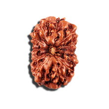 Load image into Gallery viewer, 12 Mukhi Indonesian Rudraksha - Bead No. 337
