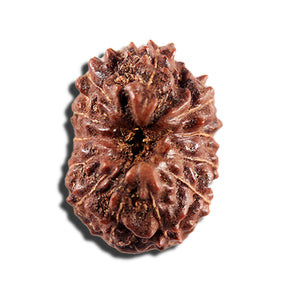 12 Mukhi Indonesian Rudraksha - Bead No. 339