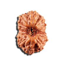 Load image into Gallery viewer, 12 Mukhi Indonesian Rudraksha - Bead No. 340
