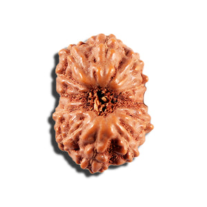 12 Mukhi Indonesian Rudraksha - Bead No. 340