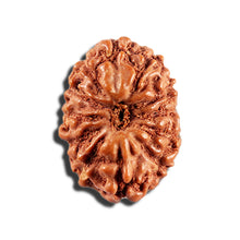 Load image into Gallery viewer, 12 Mukhi Indonesian Rudraksha - Bead No. 341
