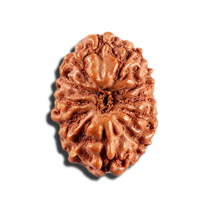 12 Mukhi Indonesian Rudraksha - Bead No. 341