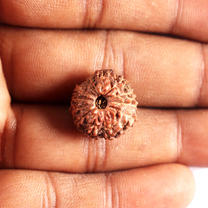 12 Mukhi Indonesian Rudraksha - Bead No. 328