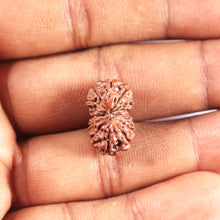 Load image into Gallery viewer, 12 Mukhi Indonesian Rudraksha - Bead No. 329
