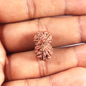 12 Mukhi Indonesian Rudraksha - Bead No. 329