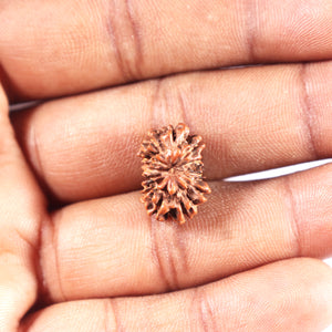 12 Mukhi Indonesian Rudraksha - Bead No. 330