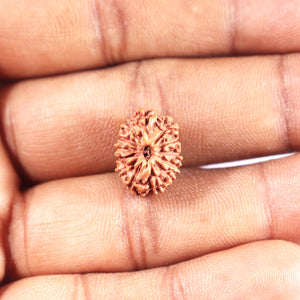 12 Mukhi Indonesian Rudraksha - Bead No. 331