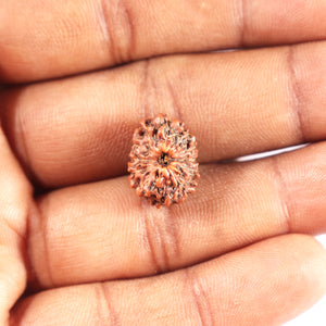 12 Mukhi Indonesian Rudraksha - Bead No. 332