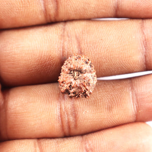 12 Mukhi Indonesian Rudraksha - Bead No. 333