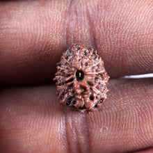 Load image into Gallery viewer, 12 Mukhi Indonesian Rudraksha - Bead No. 334
