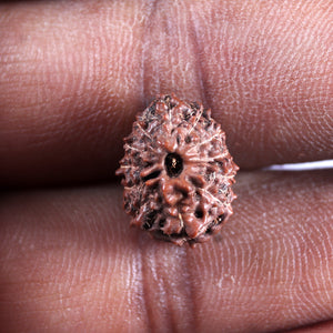 12 Mukhi Indonesian Rudraksha - Bead No. 334