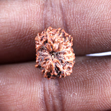 Load image into Gallery viewer, 12 Mukhi Indonesian Rudraksha - Bead No. 335
