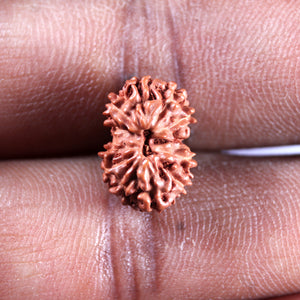 12 Mukhi Indonesian Rudraksha - Bead No. 336