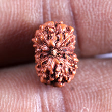 Load image into Gallery viewer, 12 Mukhi Indonesian Rudraksha - Bead No. 337
