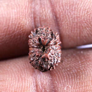 12 Mukhi Indonesian Rudraksha - Bead No. 339