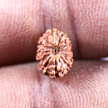 Load image into Gallery viewer, 12 Mukhi Indonesian Rudraksha - Bead No. 341
