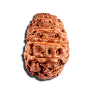 12 Mukhi Indonesian Rudraksha - Bead No. 328