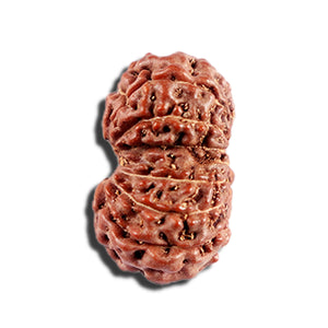 12 Mukhi Indonesian Rudraksha - Bead No. 329