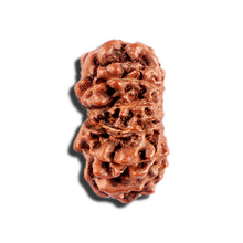 Load image into Gallery viewer, 12 Mukhi Indonesian Rudraksha - Bead No. 330
