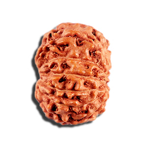 12 Mukhi Indonesian Rudraksha - Bead No. 331