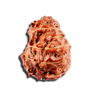 12 Mukhi Indonesian Rudraksha - Bead No. 333