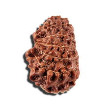 Load image into Gallery viewer, 12 Mukhi Indonesian Rudraksha - Bead No. 334
