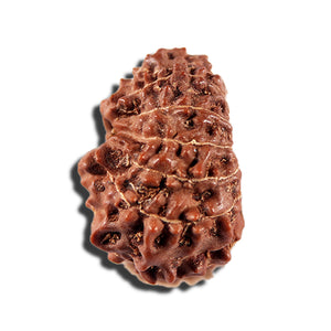 12 Mukhi Indonesian Rudraksha - Bead No. 334