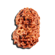 Load image into Gallery viewer, 12 Mukhi Indonesian Rudraksha - Bead No. 335
