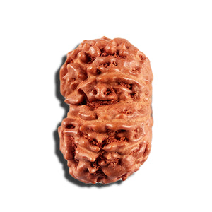 12 Mukhi Indonesian Rudraksha - Bead No. 336