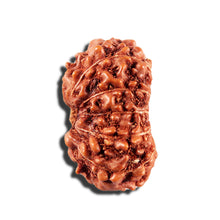 Load image into Gallery viewer, 12 Mukhi Indonesian Rudraksha - Bead No. 337
