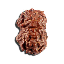 Load image into Gallery viewer, 12 Mukhi Indonesian Rudraksha - Bead No. 339
