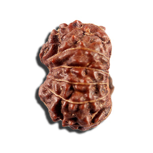 12 Mukhi Indonesian Rudraksha - Bead No. 339