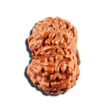 Load image into Gallery viewer, 12 Mukhi Indonesian Rudraksha - Bead No. 340
