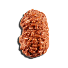 Load image into Gallery viewer, 12 Mukhi Indonesian Rudraksha - Bead No. 341
