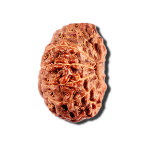 12 Mukhi Indonesian Rudraksha - Bead No. 328