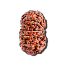 Load image into Gallery viewer, 12 Mukhi Indonesian Rudraksha - Bead No. 329
