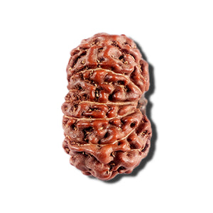 12 Mukhi Indonesian Rudraksha - Bead No. 329