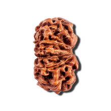 Load image into Gallery viewer, 12 Mukhi Indonesian Rudraksha - Bead No. 330
