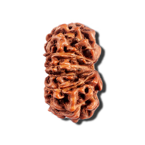 12 Mukhi Indonesian Rudraksha - Bead No. 330