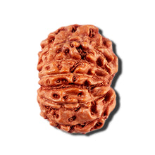 Load image into Gallery viewer, 12 Mukhi Indonesian Rudraksha - Bead No. 331
