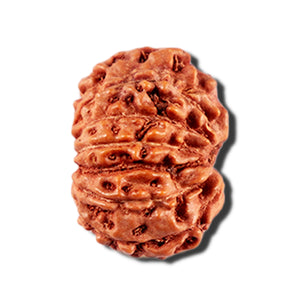 12 Mukhi Indonesian Rudraksha - Bead No. 331