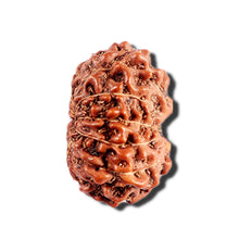 Load image into Gallery viewer, 12 Mukhi Indonesian Rudraksha - Bead No. 332
