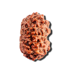 12 Mukhi Indonesian Rudraksha - Bead No. 332