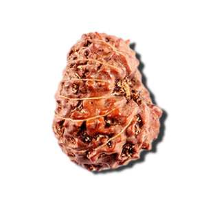 12 Mukhi Indonesian Rudraksha - Bead No. 333