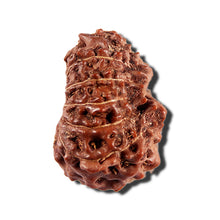 Load image into Gallery viewer, 12 Mukhi Indonesian Rudraksha - Bead No. 334
