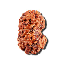 Load image into Gallery viewer, 12 Mukhi Indonesian Rudraksha - Bead No. 335
