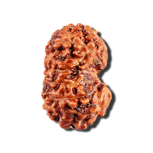 12 Mukhi Indonesian Rudraksha - Bead No. 335