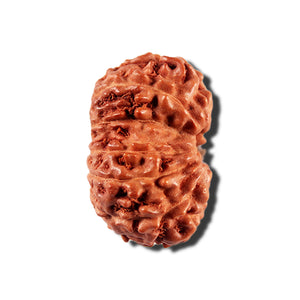 12 Mukhi Indonesian Rudraksha - Bead No. 336