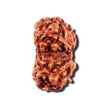 Load image into Gallery viewer, 12 Mukhi Indonesian Rudraksha - Bead No. 337
